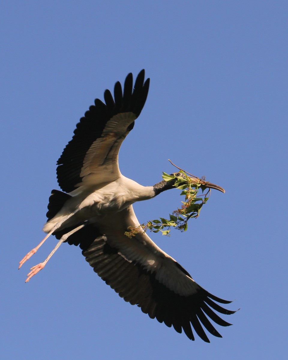 Wood Stork - Ian K Barker