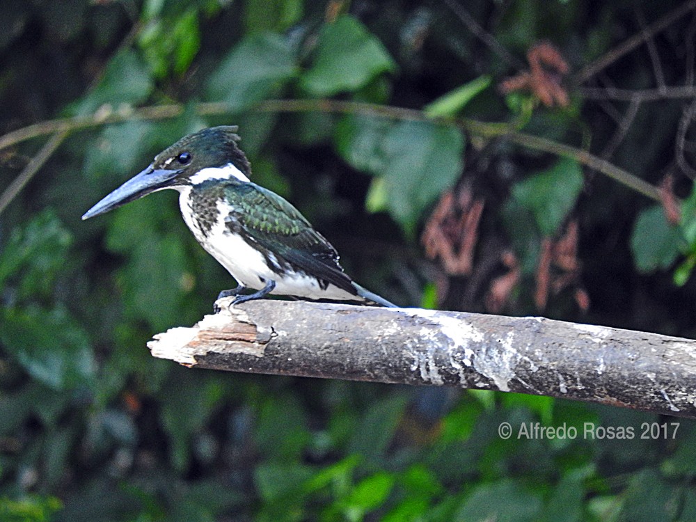 Amazon Kingfisher - Alfredo Rosas