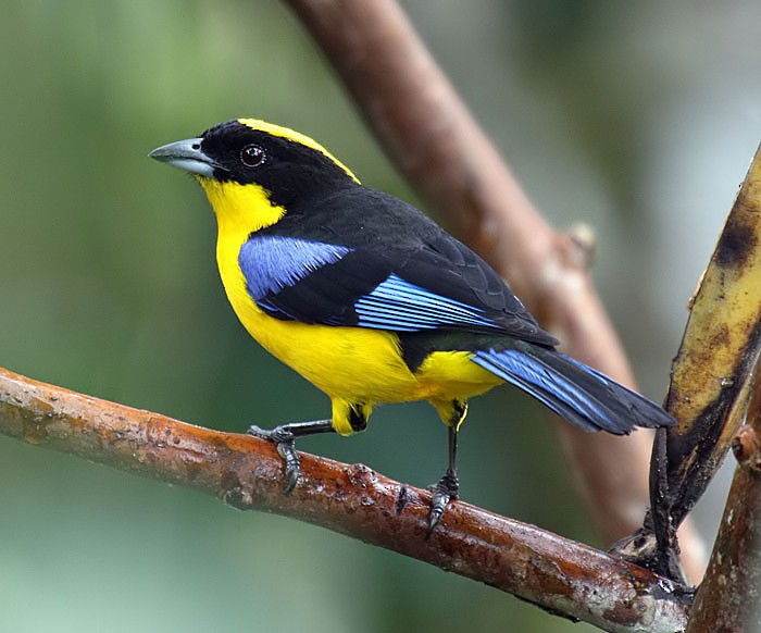 Blue-winged Mountain Tanager (Blue-winged) - ML205480801