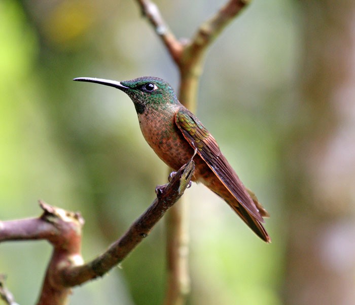 kolibřík hnědobřichý - ML205480901