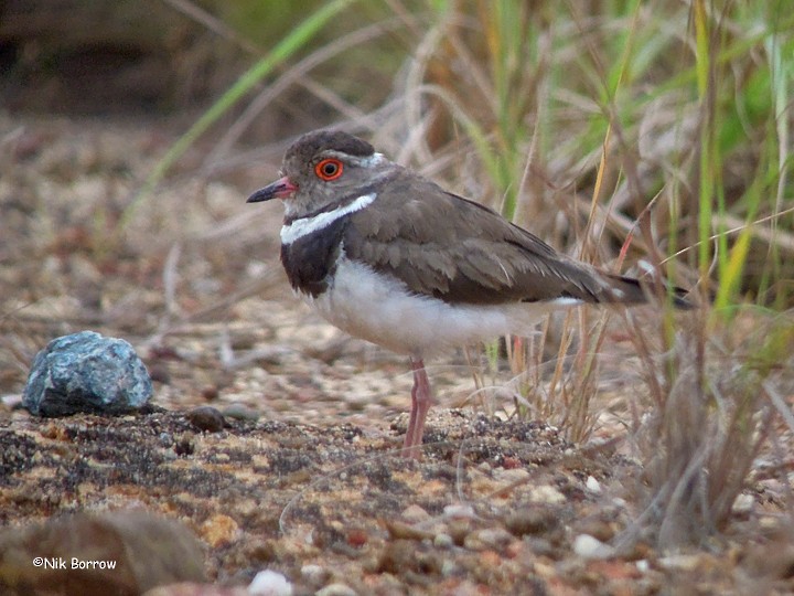 Forbes's Plover - ML205481071