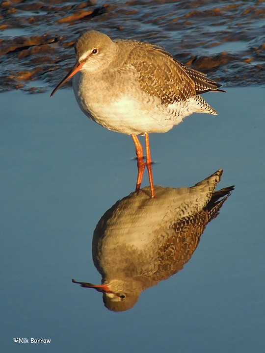 Spotted Redshank - ML205481101