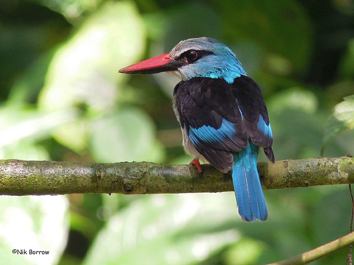 Blue-breasted Kingfisher - Nik Borrow
