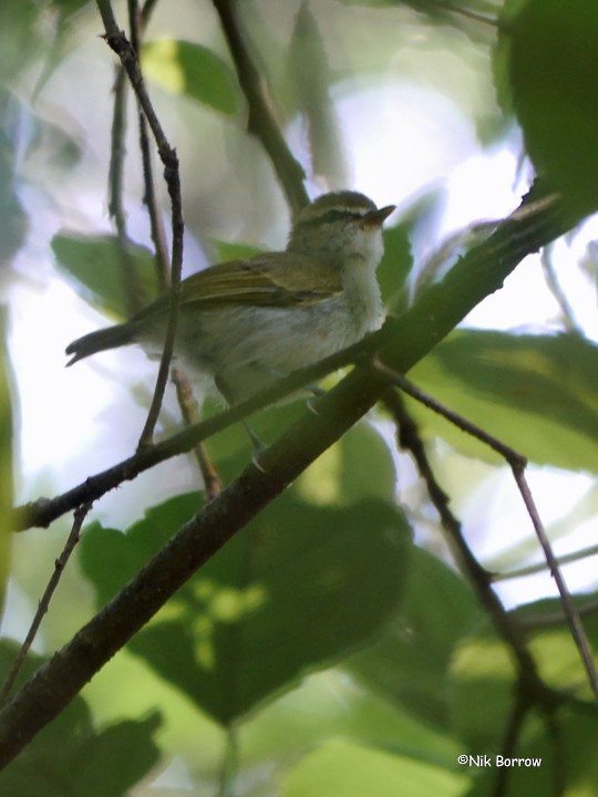 Uganda Woodland-Warbler - Nik Borrow