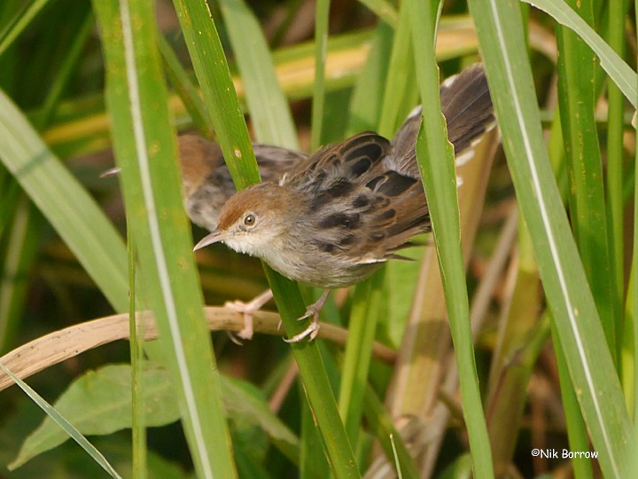 Carruthers's Cisticola - ML205481331