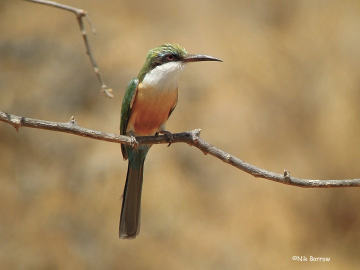 Somali Bee-eater - Nik Borrow