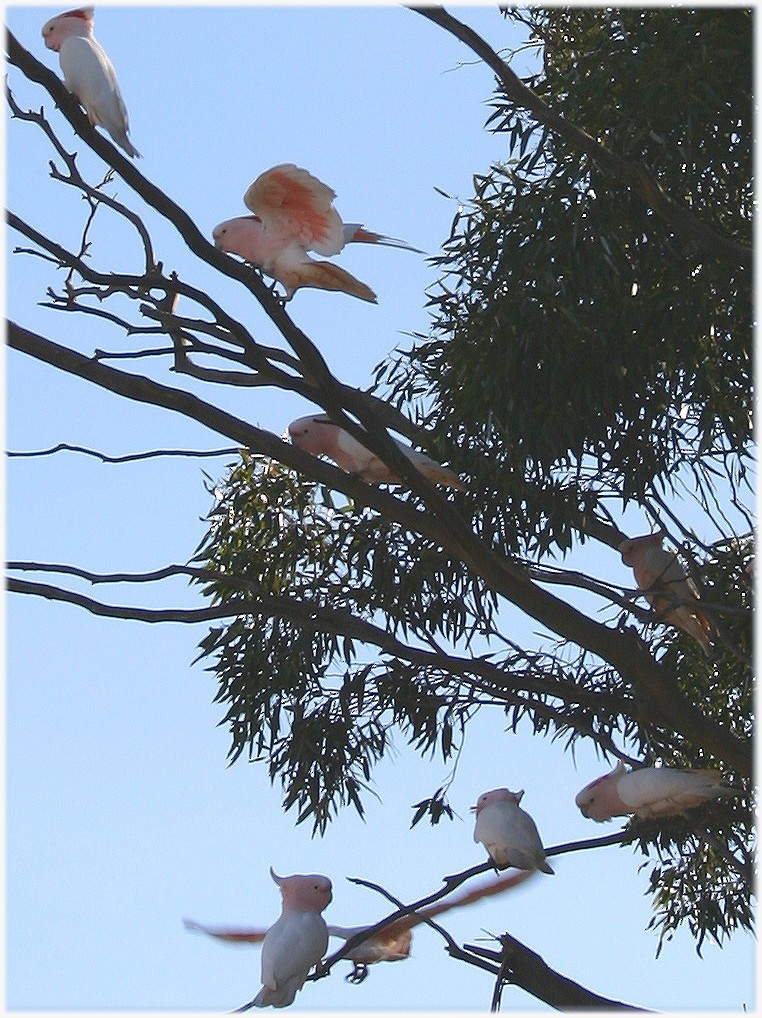 Pink Cockatoo - Peter Waanders