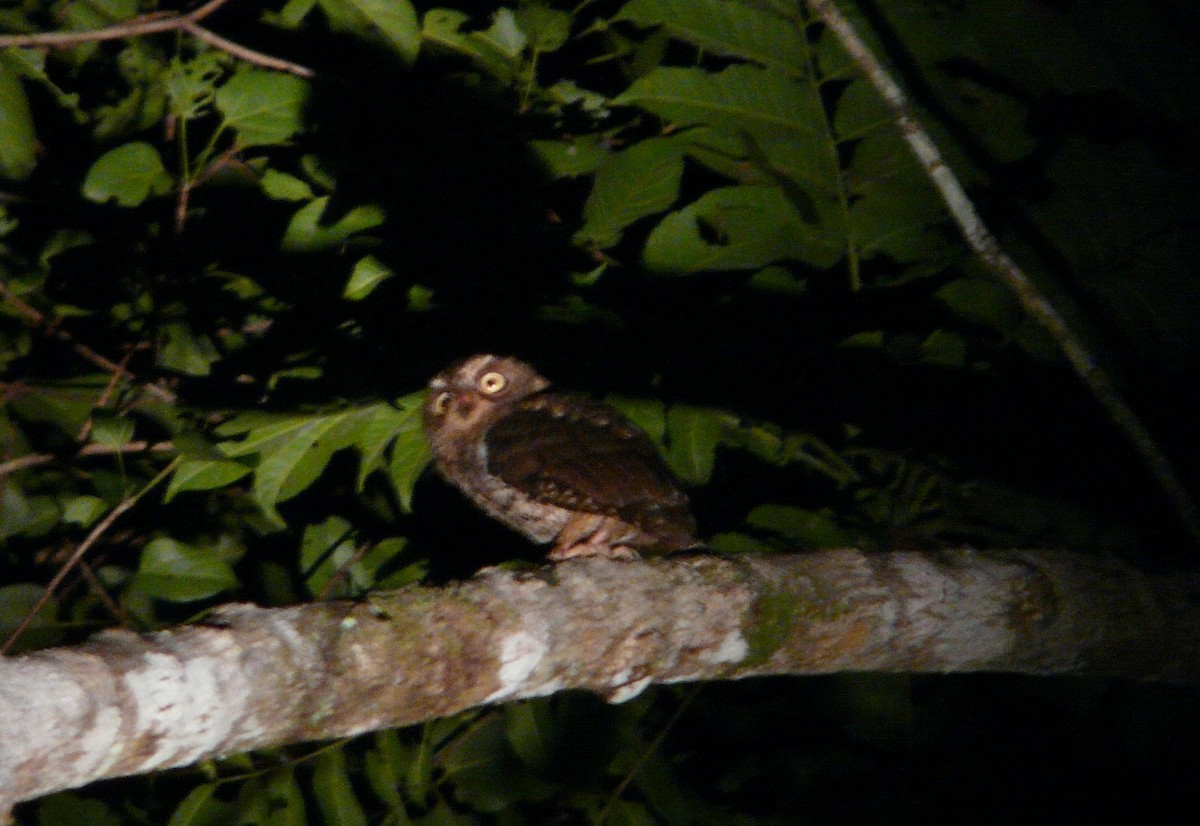 Sulawesi Scops-Owl - Peter Waanders