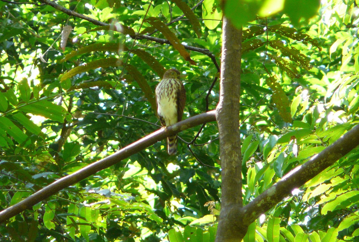 Vinous-breasted Sparrowhawk - ML205482831