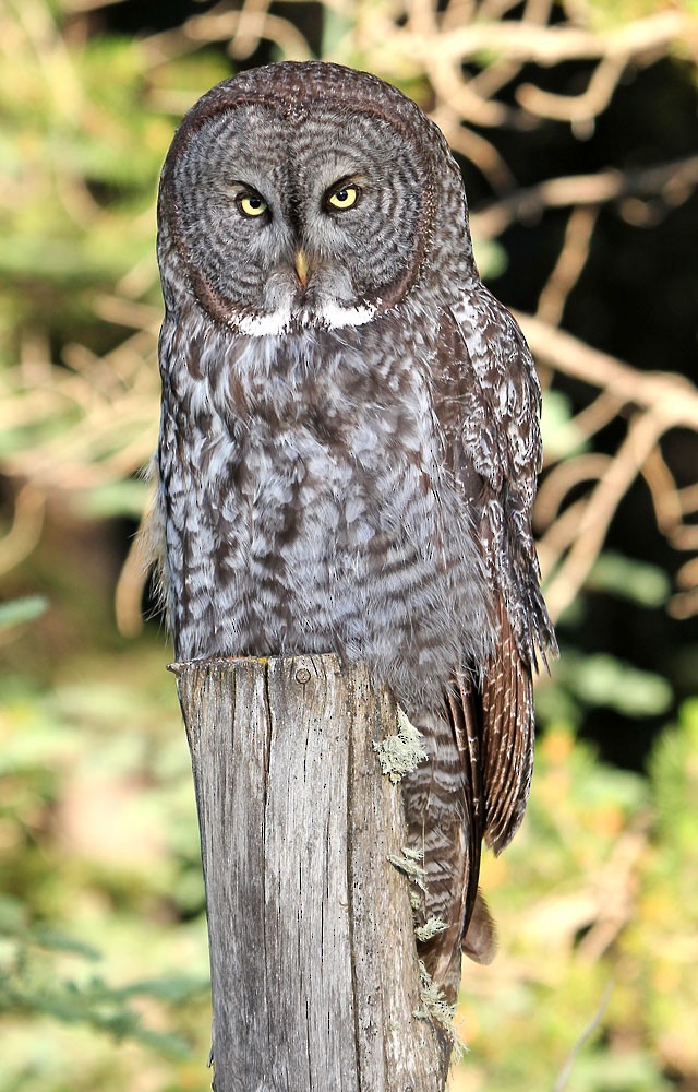 Great Gray Owl - Ian Maton