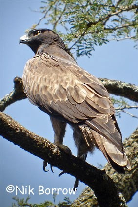 Ayres's Hawk-Eagle - ML205483271