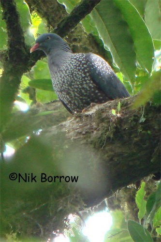 Cameroon Pigeon - Nik Borrow