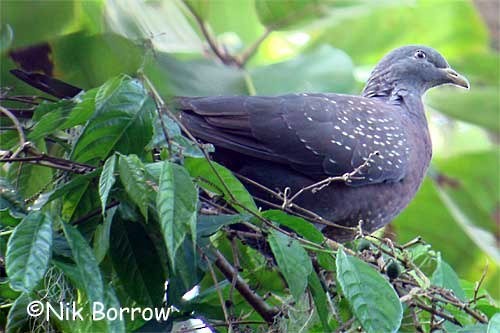 Pigeon de Sao Tomé - ML205483431
