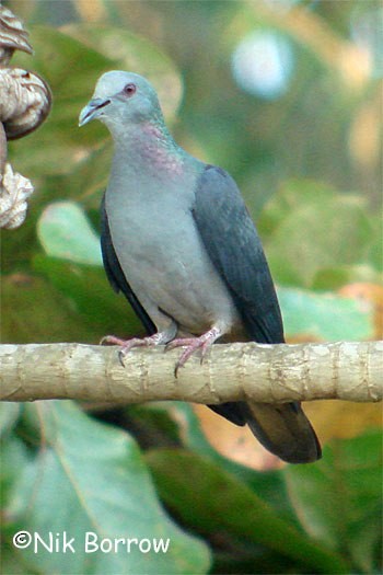 Sao Tome Pigeon - Nik Borrow