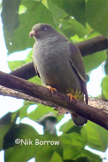 Sao Tome Green-Pigeon - ML205483471