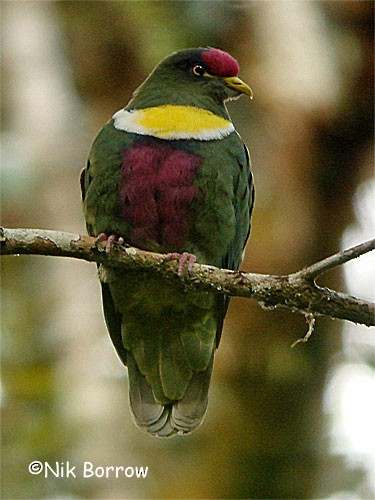White-breasted Fruit-Dove - ML205483481