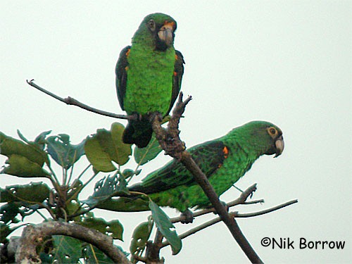Red-fronted Parrot (Guinean) - Nik Borrow