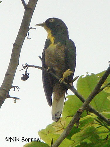 Yellow-throated Cuckoo - Nik Borrow
