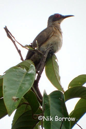 Long-billed Cuckoo - ML205483541