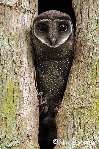 Sooty Owl (Greater) - Nik Borrow