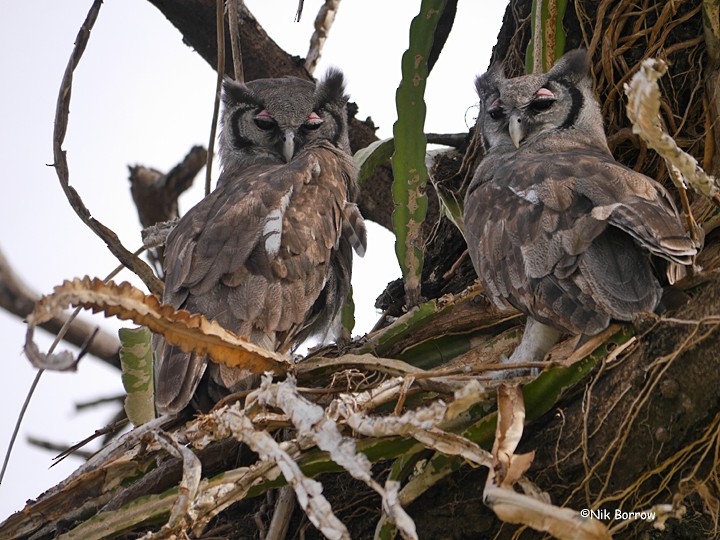 Verreaux's Eagle-Owl - Nik Borrow