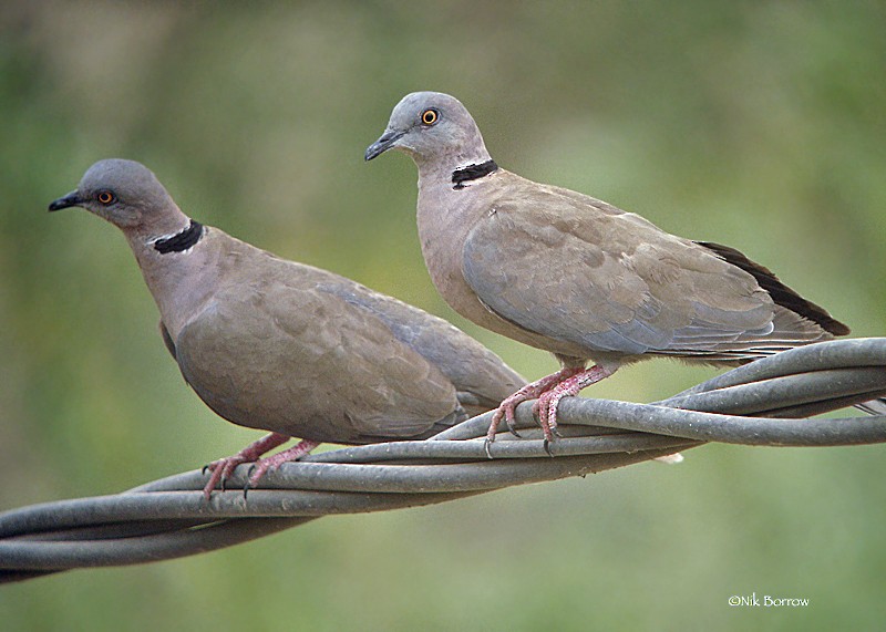 Mourning Collared-Dove - ML205483781