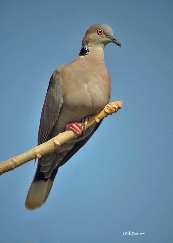 Mourning Collared-Dove - ML205483791
