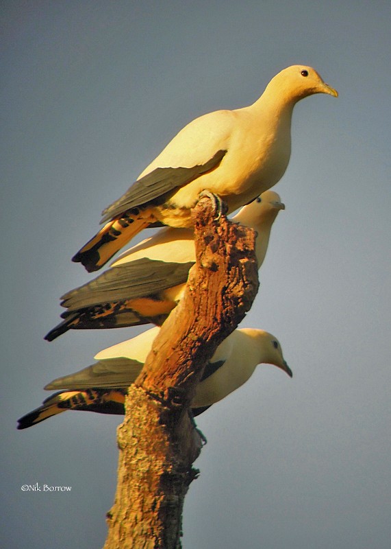 Yellowish Imperial-Pigeon - Nik Borrow
