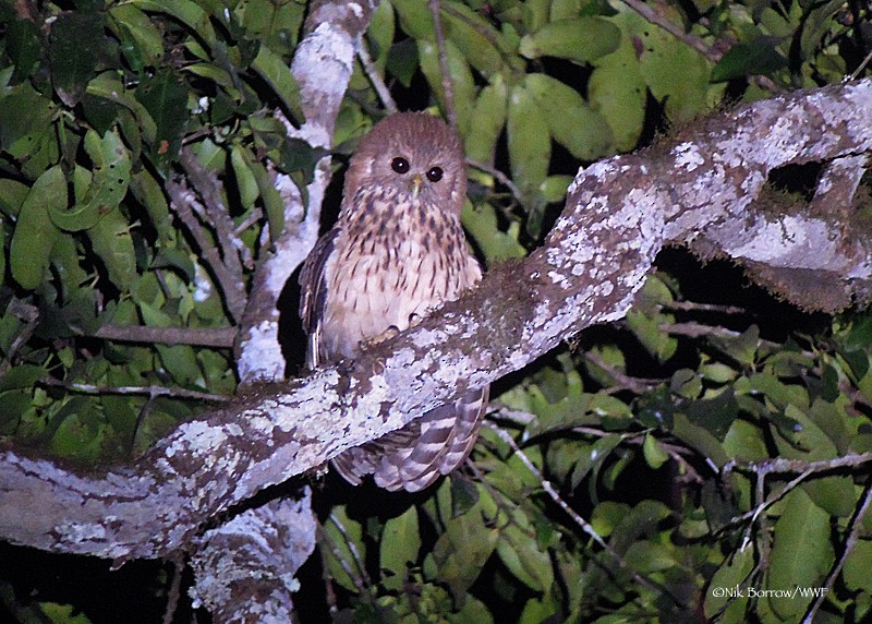 Vermiculated Fishing-Owl - Nik Borrow