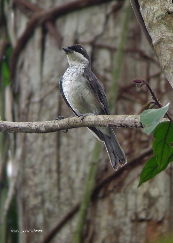 African Forest-Flycatcher (Eastern) - Nik Borrow