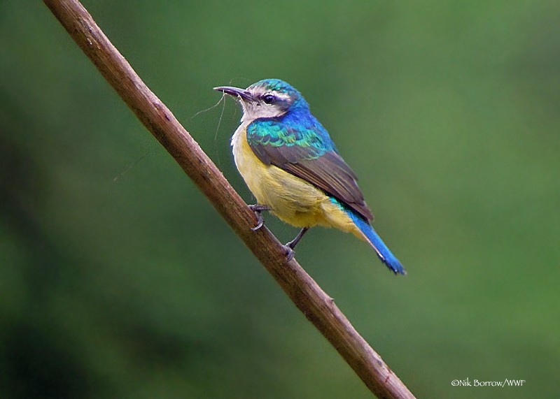 Violet-tailed Sunbird - Nik Borrow