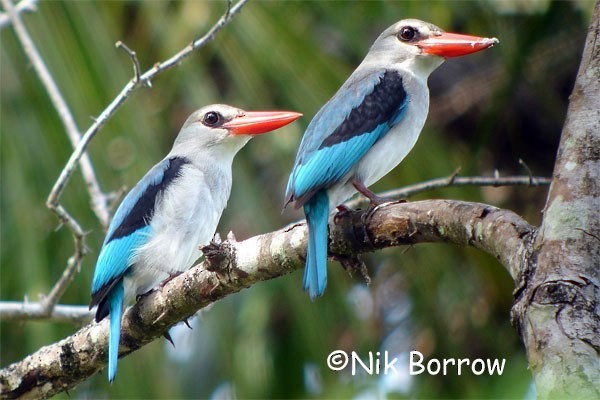 Mangrove Kingfisher - Nik Borrow