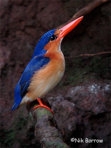 Malachite Kingfisher (Principe) - Nik Borrow