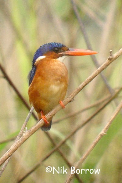 Malachite Kingfisher (Sao Tome) - Nik Borrow