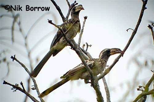 Pale-billed Hornbill - Nik Borrow