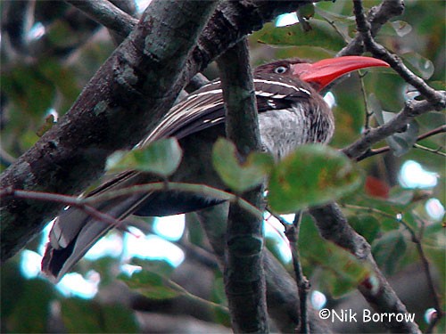 Red-billed Dwarf Hornbill - Nik Borrow