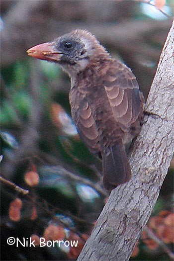 Glatzenbartvogel (calvus/congicus) - ML205485301