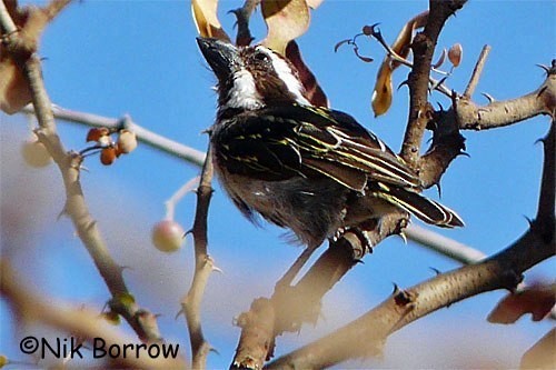Black-throated Barbet - Nik Borrow