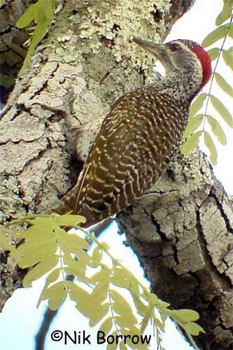 Reichenow's Woodpecker - Nik Borrow