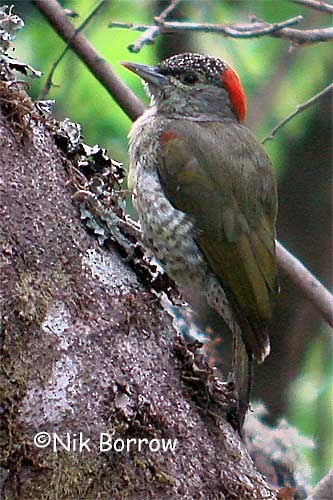Tullberg's Woodpecker (Tullberg's) - ML205485371