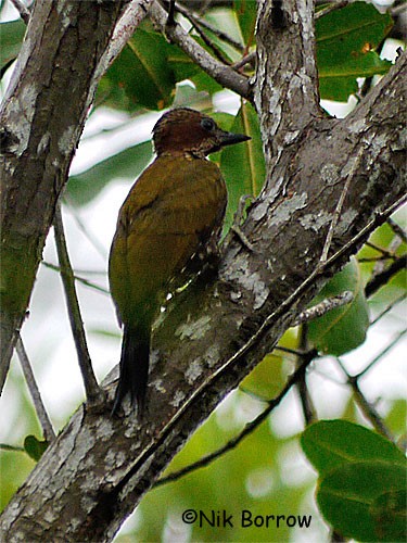 Brown-eared Woodpecker (Carol's) - ML205485381