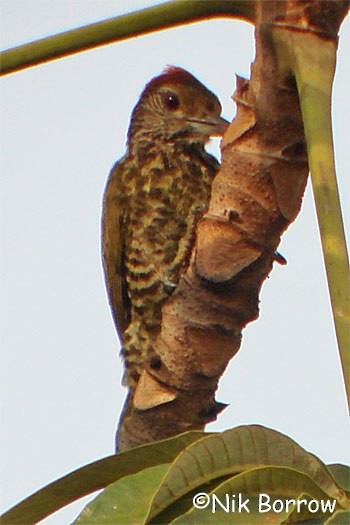 Gabon Woodpecker - ML205485401