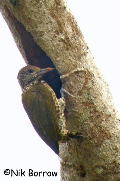 Gabon Woodpecker - Nik Borrow
