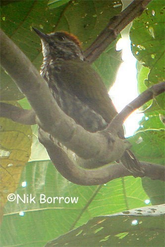 Gabon Woodpecker - Nik Borrow