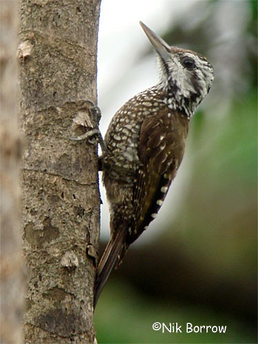 Golden-crowned Woodpecker - Nik Borrow