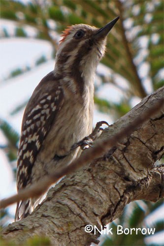 Brown-backed Woodpecker - Nik Borrow