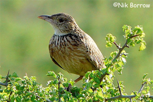 Red-winged Lark (Red-winged) - ML205485501