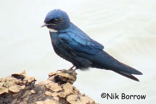 White-throated Blue Swallow - ML205485561