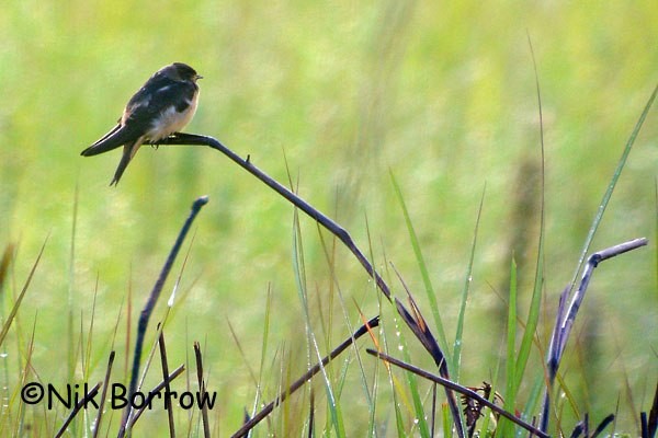 Red-throated Swallow - Nik Borrow