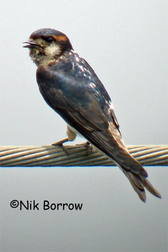 Preuss's Swallow - Nik Borrow